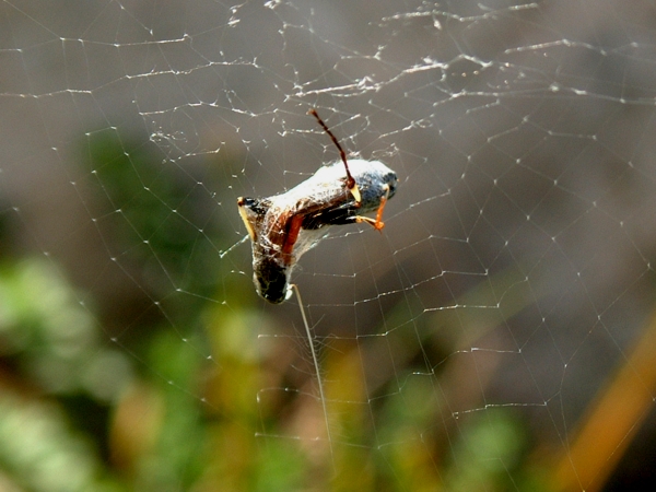 Araneus diadematus